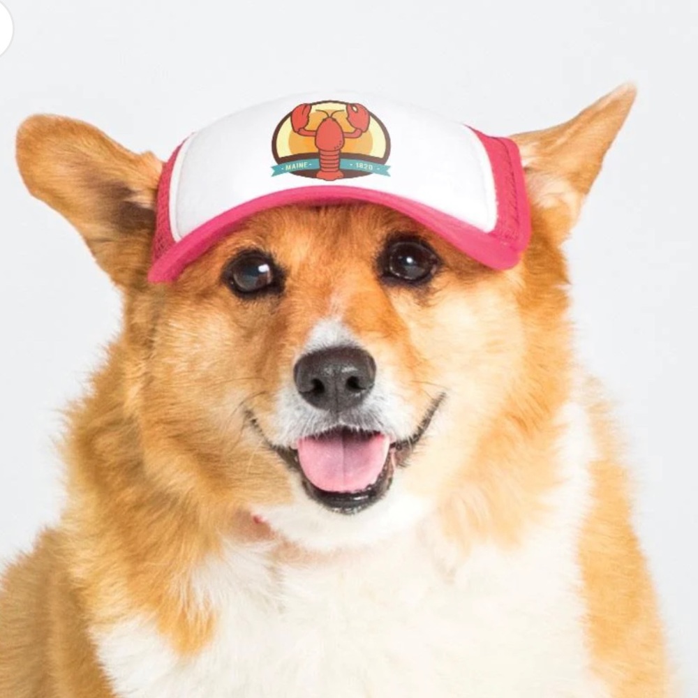 Pet Hat, Medium, Pup Lid